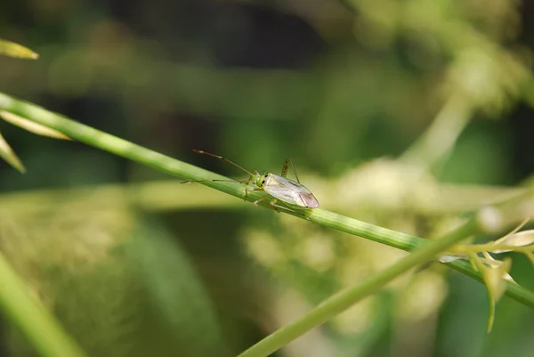 Grünes Insekt Mit Großem Schnurrbart Sitzt Auf Einem Ast — Stockfoto