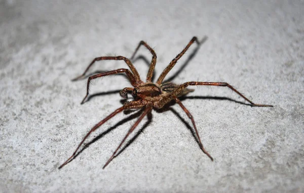 褐色的小蜘蛛坐在灰色的背景上 — 图库照片