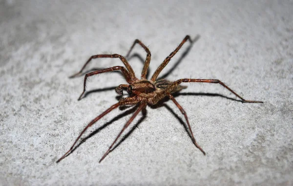 Pequena Aranha Marrom Senta Fundo Cinza — Fotografia de Stock