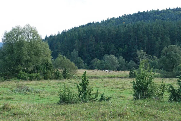 Krajobraz Karpat Ciepły Letni Dzień — Zdjęcie stockowe