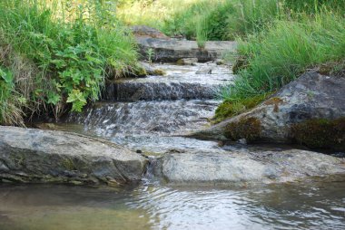 Yüksek ve sık yeşil otların arasında bir dağ deresi