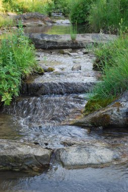 Yüksek ve sık yeşil otların arasında bir dağ deresi