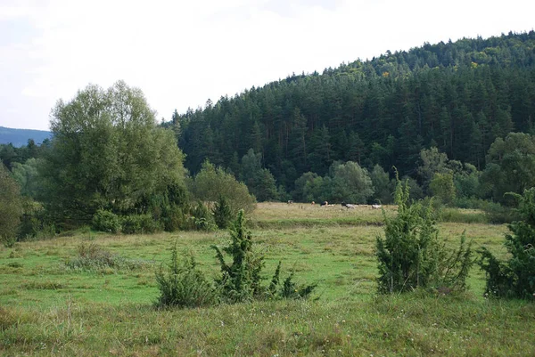 Karpaten Berglandschap Een Warme Zomerdag — Stockfoto