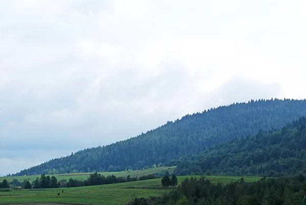 Paysage Des Montagnes Des Carpates Par Une Chaude Journée Été — Photo