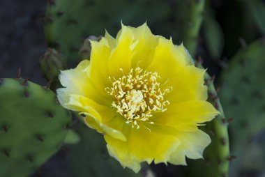 Sarı dikenli armut kaktüsü bir yaz günü çiçek açar.