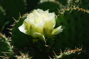 Sarı dikenli armut kaktüsü bir yaz günü çiçek açar.