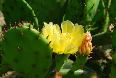 Sarı dikenli armut kaktüsü bir yaz günü çiçek açar.