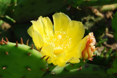 Sarı dikenli armut kaktüsü bir yaz günü çiçek açar.