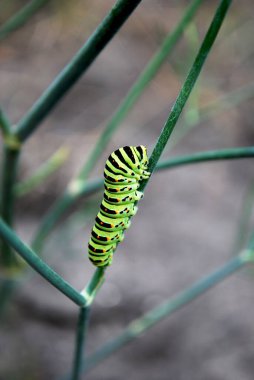 Büyük parlak tırtıl dereotunun bir dalında sürünüyor.