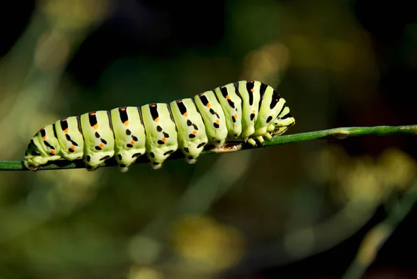 Large Bright Caterpillar Creeping Branch Dill — Stock Photo, Image