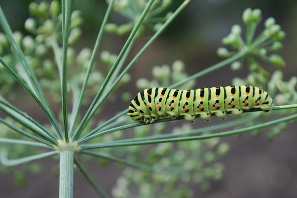 Large Bright Caterpillar Creeping Branch Dill — Stock Photo, Image