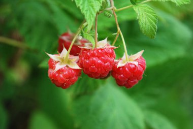 Parlak, lezzetli ahududular ev bahçesinde olgunlaşmış.