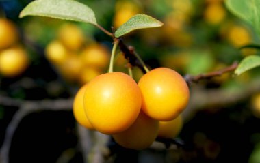 Küçük sarı erik olgunlaşmış ev bahçesinde.