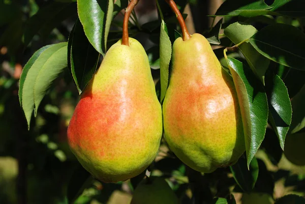 yellow juicy pears ripened in the home garden