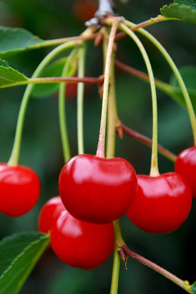 Red Juicy Cherries Ripened Home Garden — Stock Photo, Image