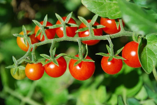 Jasne Małe Pomidory Dojrzewają Ogrodzie — Zdjęcie stockowe
