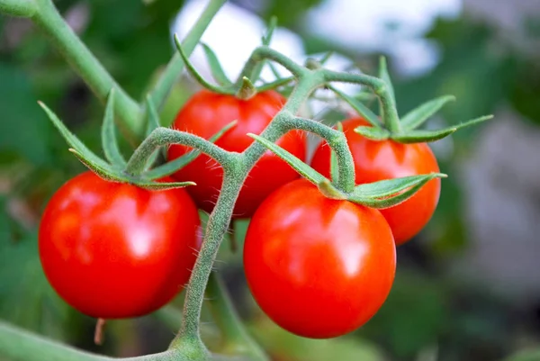 Tomates Pequenos Brilhantes Amadurecidos Jardim Home Fotografia De Stock