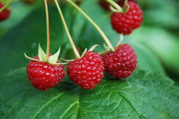 Helle Schmackhafte Himbeeren Die Heimischen Garten Reifen lizenzfreie Stockbilder