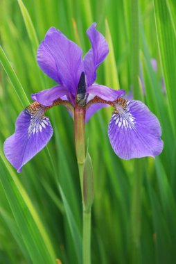 Parlak leylak çiçekleri yeşil yaprakların arasında