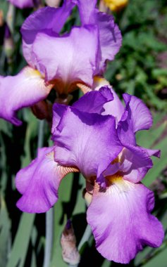 Parlak leylak çiçekleri yeşil yaprakların arasında