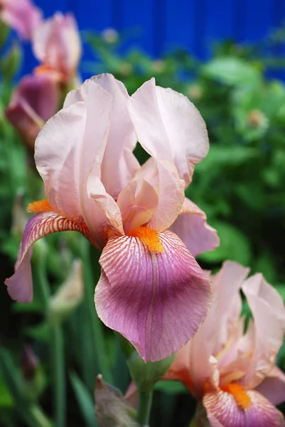 Iris Rose Vif Fleurs Parmi Les Feuilles Vertes — Photo