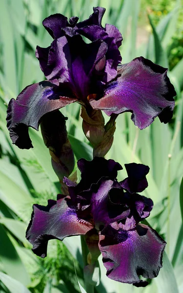 Fleurs Lilas Brillantes Iris Parmi Les Feuilles Vertes — Photo