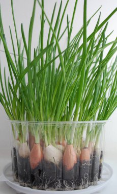 Şeffaf bir kasede bir sürü yeşil filizlenmiş ampul.