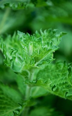 mis kokulu çay için parlak yeşil nane yaprakları