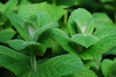 mis kokulu çay için parlak yeşil nane yaprakları