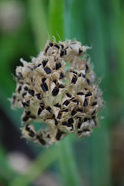 许多小的黑种子在绿色的洋葱上 — 图库照片