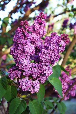 İlkbaharda açan mor leylağın parlak cilt yüzeyi
