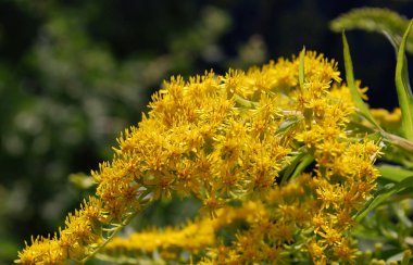 Parlak sarı çiçekli bir dal.