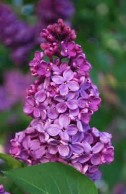 İlkbaharda açan mor leylağın parlak cilt yüzeyi