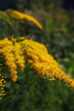 Parlak sarı çiçekli bir dal.
