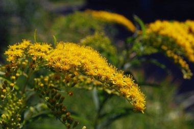 Parlak sarı çiçekli bir dal.