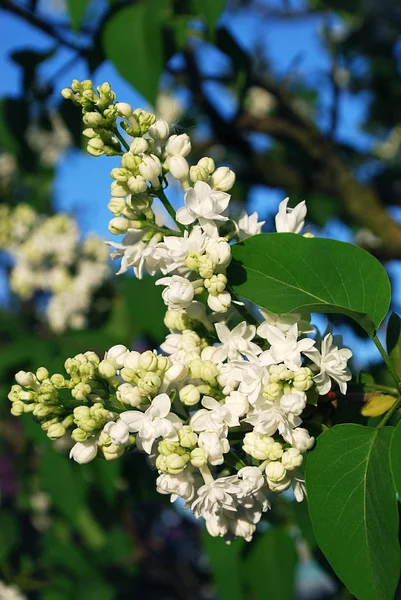Tavaszi Fehér Orgona Virágzásának Fényes Virágai — Stock Fotó