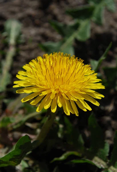 Yellow Flowers Bright Dandelions Blooming Sunny Day — Stock Photo, Image