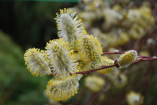 Fioritura Morbida Morbide Cime Salice Soffici Sono Precursori Della Primavera — Foto Stock