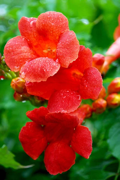 Regentropfen Auf Den Leuchtend Roten Blüten Der Campsis Stockbild