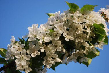 Mavi gökyüzünün arka planında kirazdan narin beyaz çiçekler