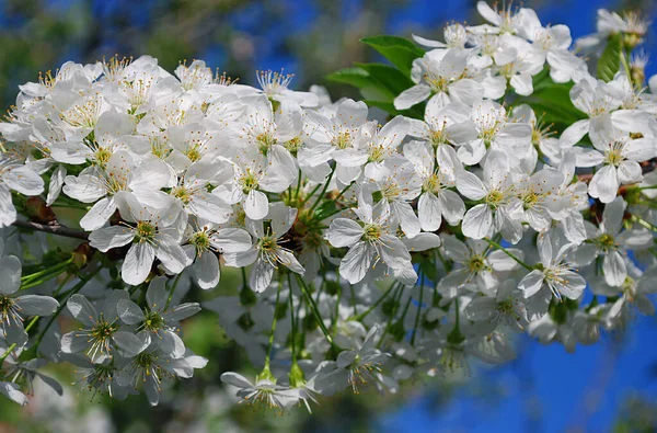Zarte Weiße Kirschblüten Auf Blauem Himmel — Stockfoto