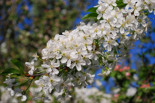 Finom Fehér Cseresznyevirág Kék Hátterében — Stock Fotó