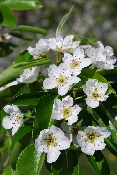 Delicadas Flores Pêra Branca Entre Folhagem Verde — Fotografia de Stock