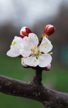 Narin beyaz kayısı çiçekleri dalda çiçek açıyor.