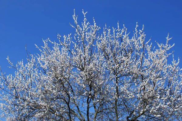 Delicadas Flores Damasco Branco Fundo Céu Azul — Fotografia de Stock