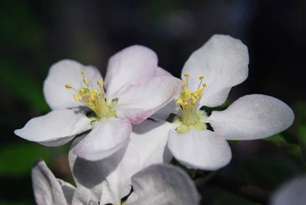 Fleurs Blanches Délicates Pommier Fleurissant Sur Une Branche — Photo