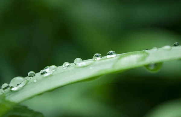 夏日雨过后滴在鲜绿的叶子上 免版税图库照片