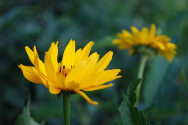 Yeşil yaprakların arasında parlak sarı çiçekler