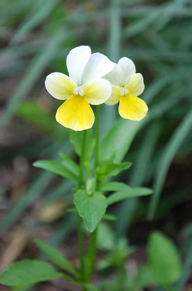 Två Små Möra Violer Blommar Ängen — Stockfoto