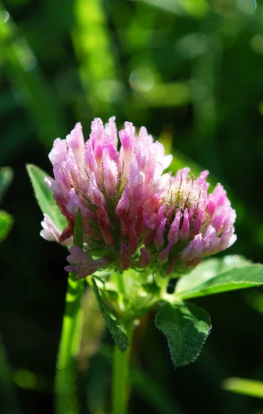 clover flower with small dewdrops lit by the sun